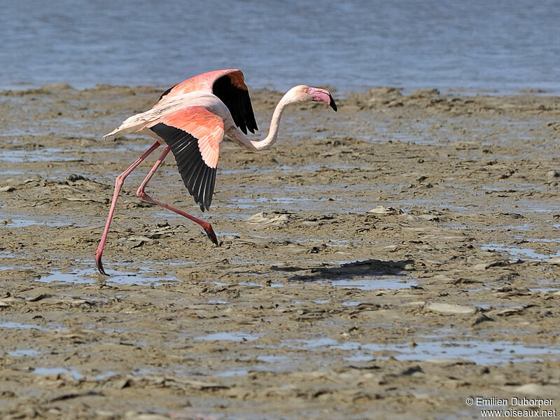 Greater Flamingoadult, Behaviour