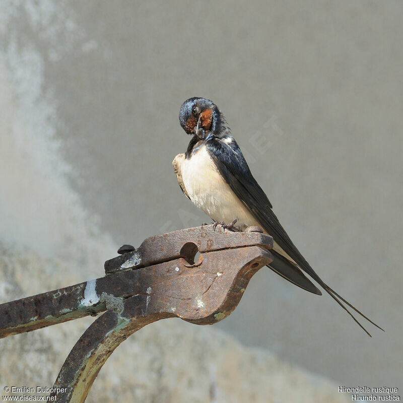 Barn Swallow, Behaviour