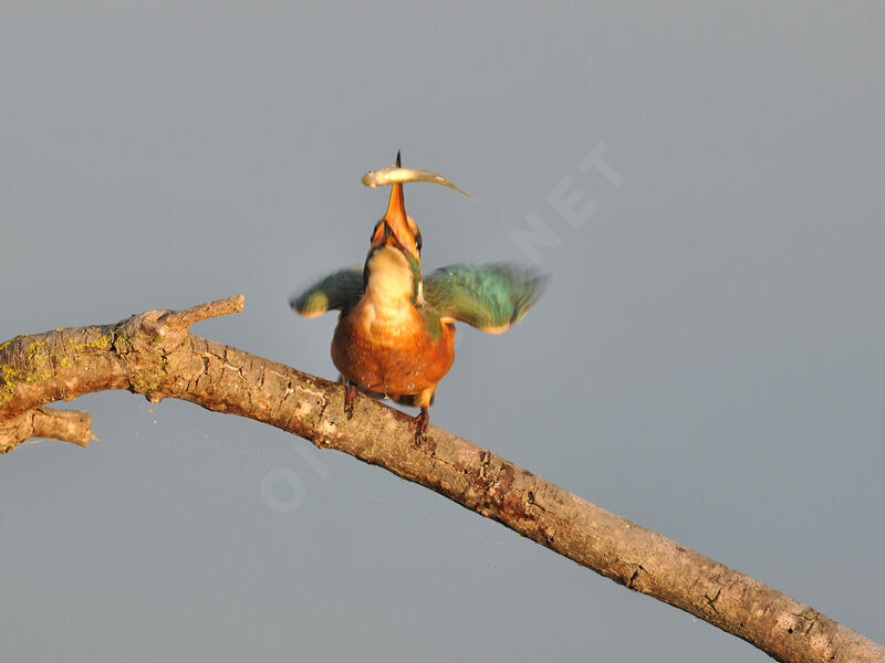 Common Kingfisher female, Behaviour